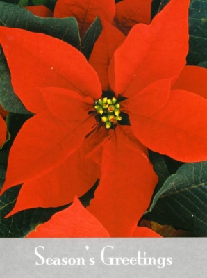 Poinsettia Christmas Cards - Pack of 10