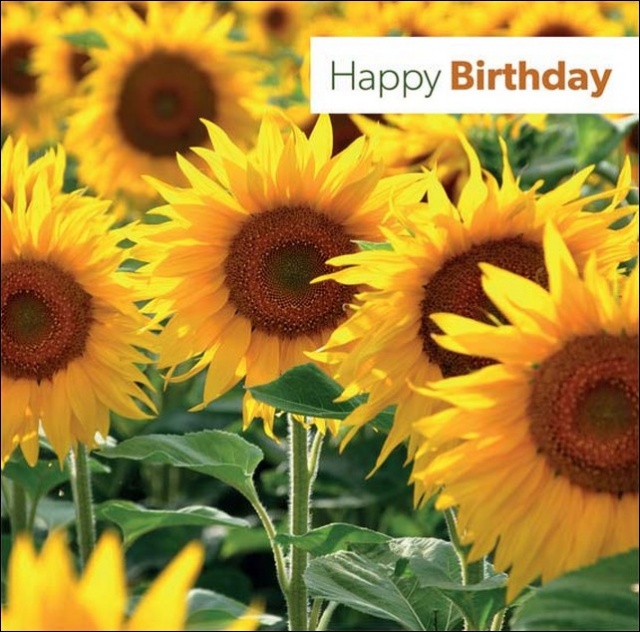 Happy Birthday - Greetings Card (Sunflower) - LoveChristianBooks.com