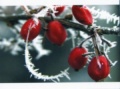 Frosty Berries Christmas Cards - Pack of 10
