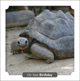 Birthday - Turtle Greetings Card