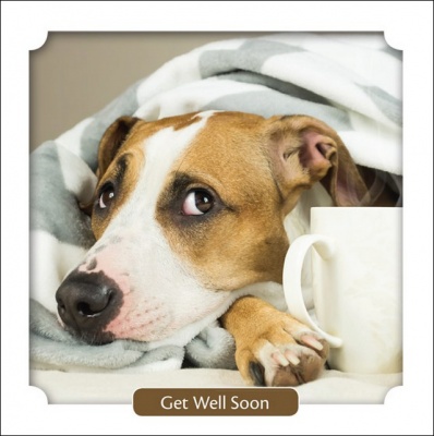 Dog Unwell Under Blanket, Get Well Soon Card