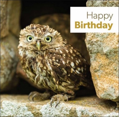 Happy Birthday - Greetings Card (Baby Owl)